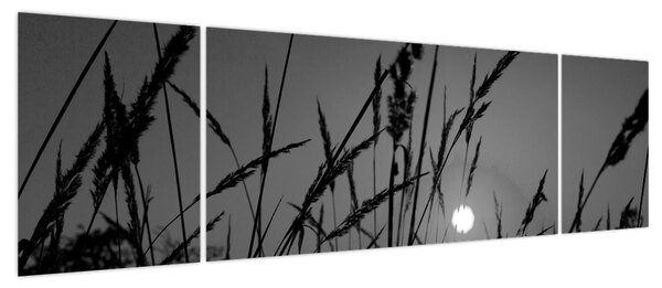 Obraz - Łąka z zachodem słońca (170x50 cm)