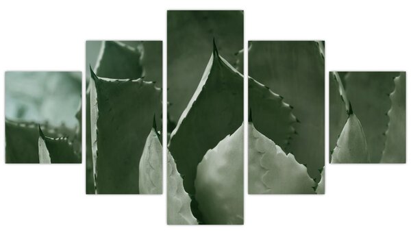 Obraz - Zielona agawa (125x70 cm)