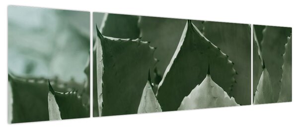 Obraz - Zielona agawa (170x50 cm)