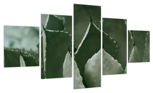 Obraz - Zielona agawa (125x70 cm)