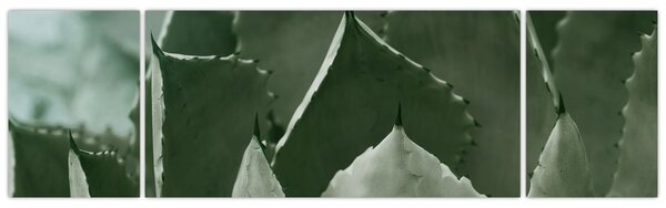 Obraz - Zielona agawa (170x50 cm)