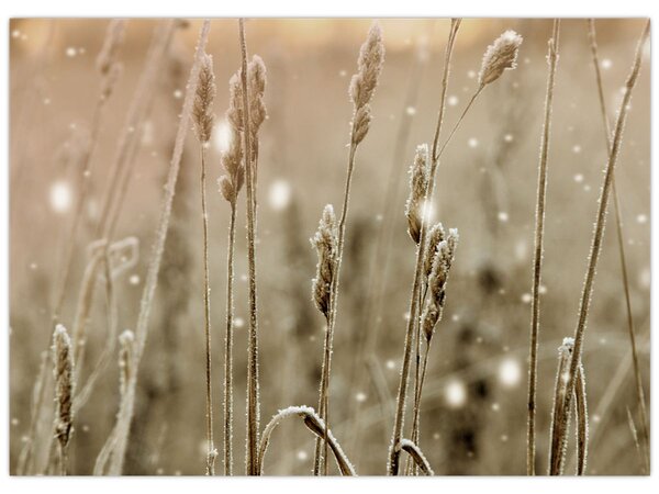 Obraz - Harmonious Meadow (70x50 cm)