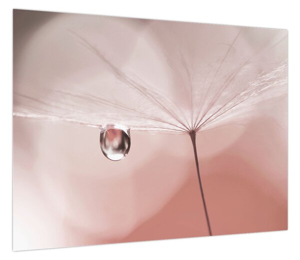 Obraz - Kropla rosy (70x50 cm)