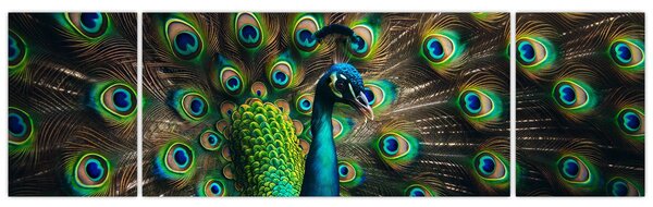 Obraz – Paw (170x50 cm)