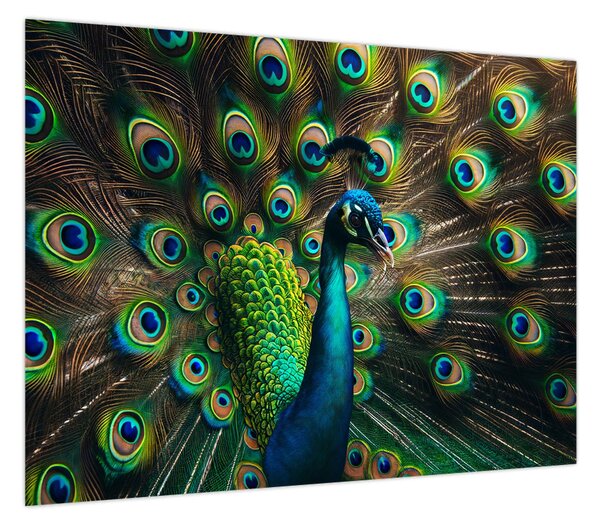 Obraz – Paw (70x50 cm)