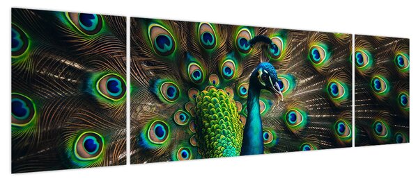 Obraz – Paw (170x50 cm)
