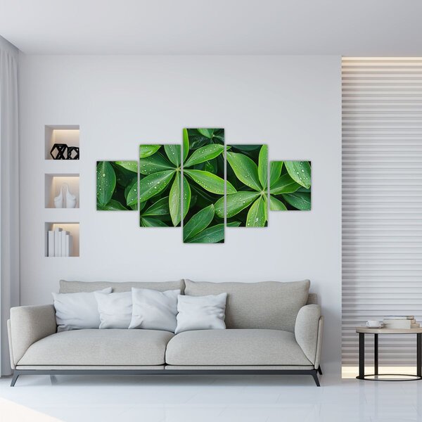 Obraz - Liście z kroplami rosy (125x70 cm)