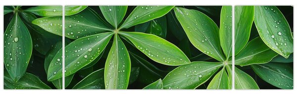Obraz - Liście z kroplami rosy (170x50 cm)
