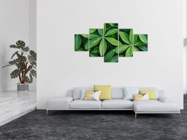 Obraz - Liście z kroplami rosy (125x70 cm)