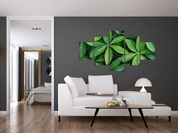Obraz - Liście z kroplami rosy (125x70 cm)