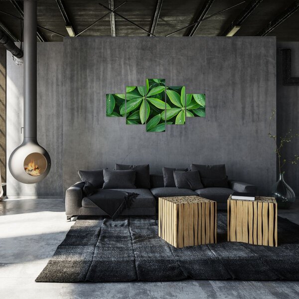 Obraz - Liście z kroplami rosy (125x70 cm)