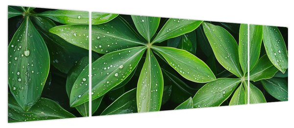 Obraz - Liście z kroplami rosy (170x50 cm)