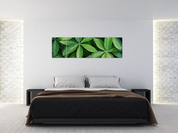 Obraz - Liście z kroplami rosy (170x50 cm)