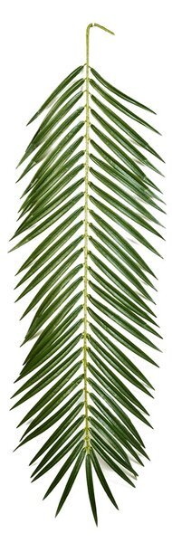 Liść Palmy Feniks 88 cm