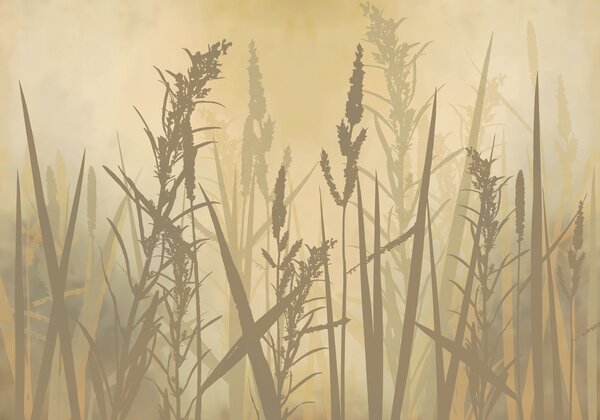 Fototapeta Wysoka trawa na zamglonym polu, Fototapety Natura, Popularne Fototapety, t00996 - Tapeko.pl