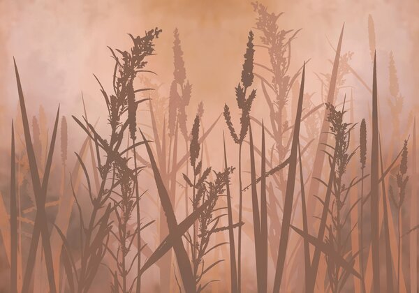 Fototapeta Wysoka trawa na zamglonym polu, Fototapety Natura, Popularne Fototapety, t00996v5 - Tapeko.pl