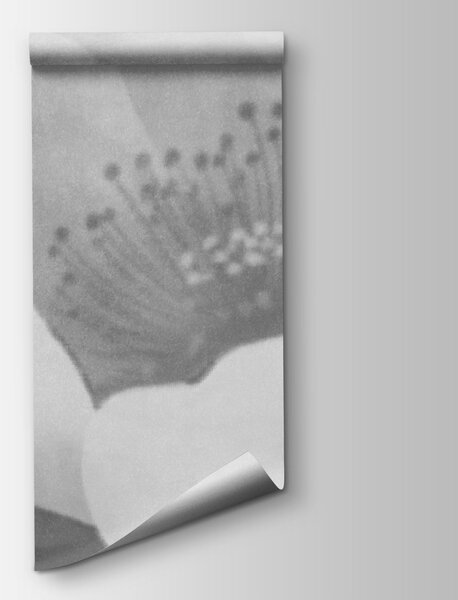 Fototapeta Delikatne płatki w łagodnej mgle, Fototapety Kwiaty, Popularne Fototapety, t01008v3 - Tapeko.pl