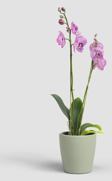Ceramiczna doniczka ø 14 cm Thalia – Artevasi
