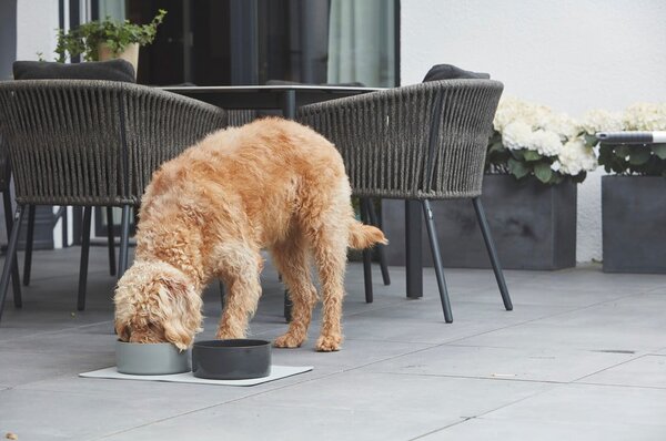 Porcelanowa miska dla psów ø 16 cm Scodella Graphite S/M – MiaCara