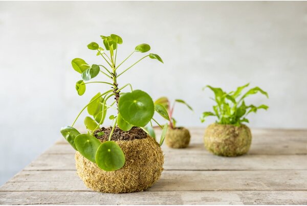 Doniczka ø 20 cm Kokedama – Esschert Design