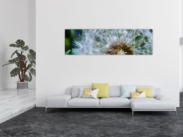 Obraz przekwitniętego dmuchawca (170x50 cm)