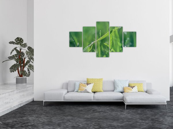 Obraz kropli rosy (125x70 cm)