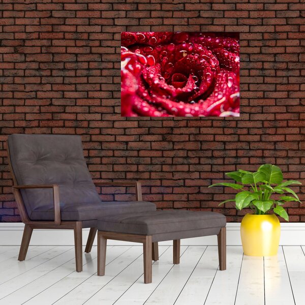 Obraz czerwonego kwiatu róży (70x50 cm)