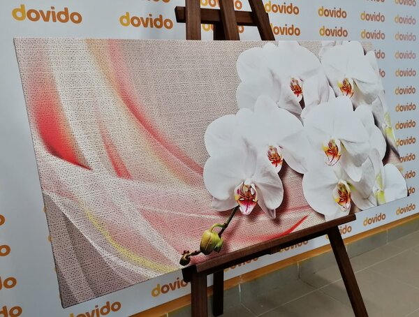 Obraz biała orchidea na płótnie
