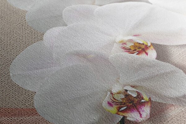 Obraz biała orchidea na płótnie