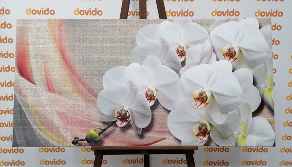 Obraz biała orchidea na płótnie