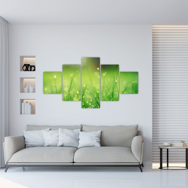 Obraz - rosa na trawie (125x70 cm)