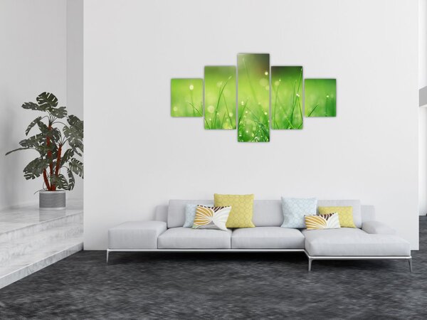 Obraz - rosa na trawie (125x70 cm)