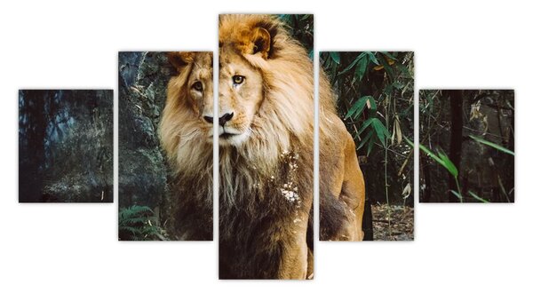 Obraz lwa w naturze (125x70 cm)