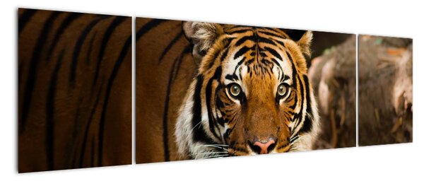 Obraz tygrysa (170x50 cm)