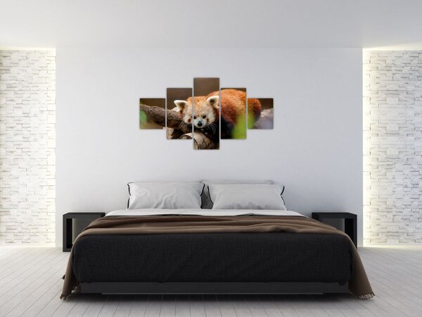Obraz czerwonej pandy (125x70 cm)
