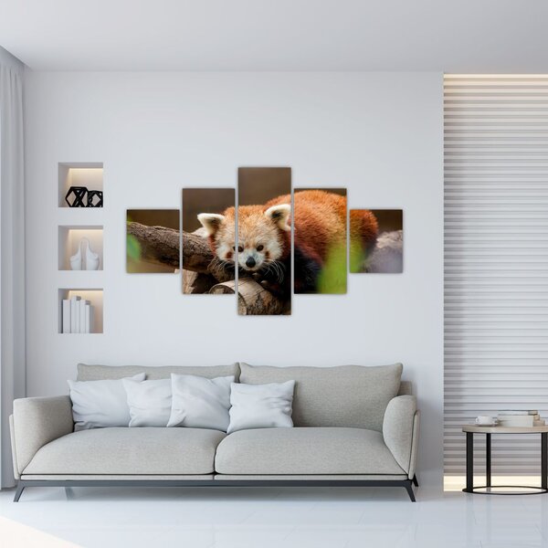 Obraz czerwonej pandy (125x70 cm)