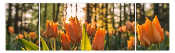 Obraz - kwiaty tulipanów (170x50 cm)