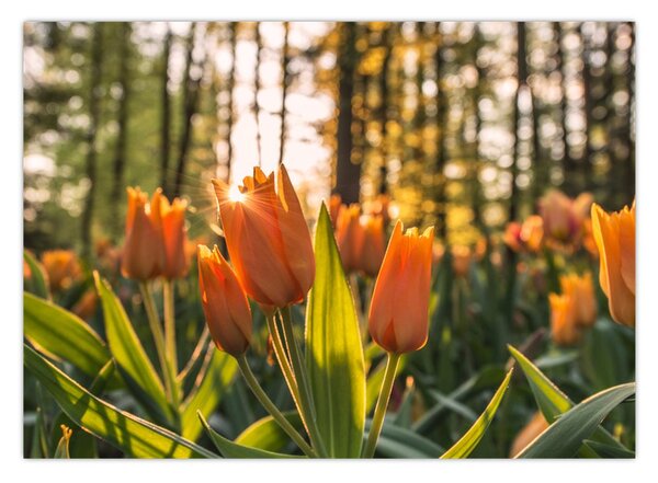 Obraz - kwiaty tulipanów (70x50 cm)