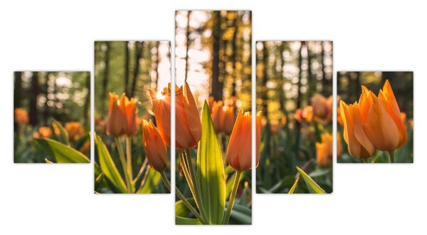 Obraz - kwiaty tulipanów (125x70 cm)