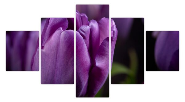 Obraz kwiatów tulipanów (125x70 cm)