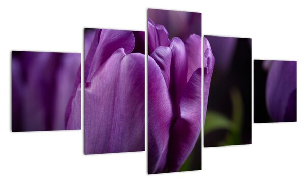 Obraz kwiatów tulipanów (125x70 cm)
