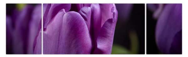Obraz kwiatów tulipanów (170x50 cm)