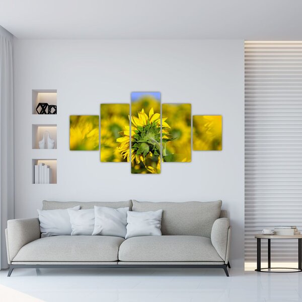 Obraz słonecznika (125x70 cm)