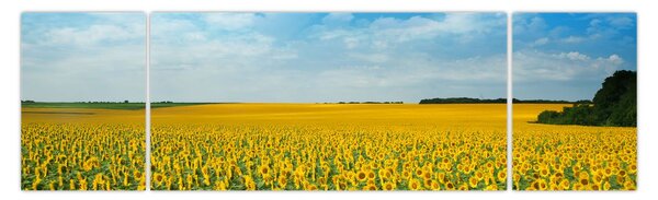 Obraz - ciąg słoneczników (170x50 cm)