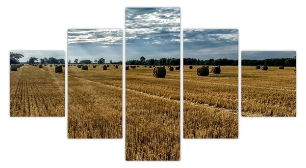 Obraz zebranego pola zboża (125x70 cm)