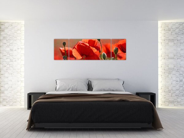 Obraz maków (170x50 cm)