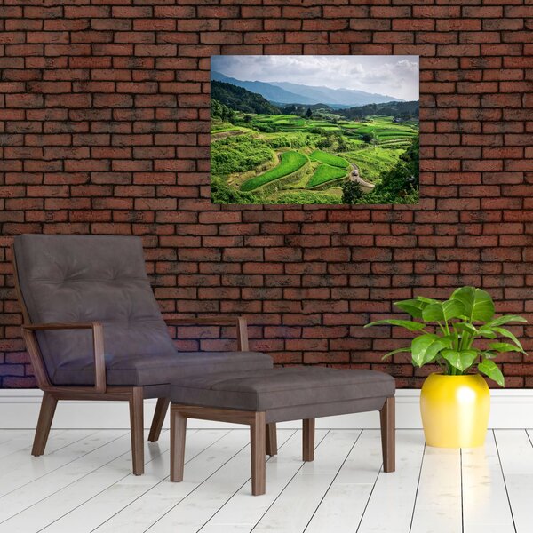 Obraz pól ryżowych (70x50 cm)