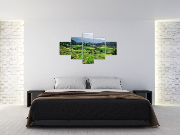 Obraz pól ryżowych (125x70 cm)