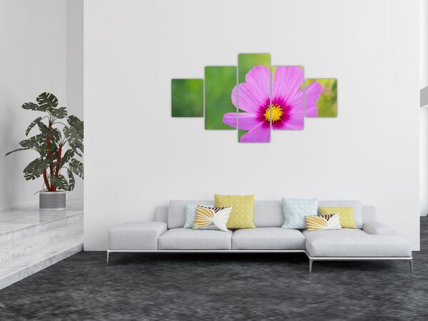 Obraz - polny kwiat (125x70 cm)