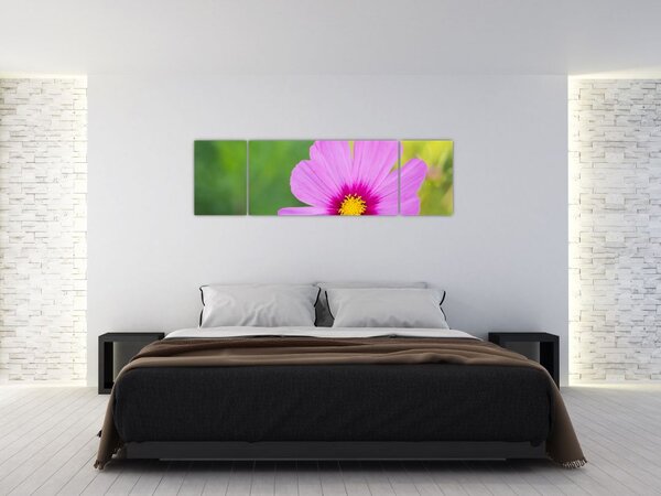 Obraz - polny kwiat (170x50 cm)